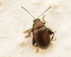 Chaetocnema aridula