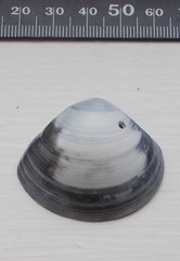 Meretrix