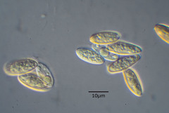 Neolentinus dactyloides