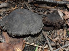 Neolentinus dactyloides