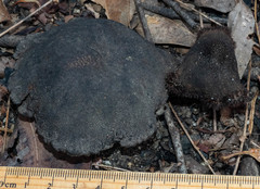 Neolentinus dactyloides