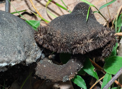 Neolentinus dactyloides