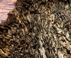 Neolentinus dactyloides