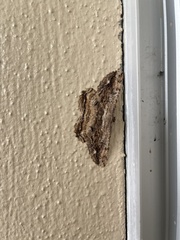 Scioglyptis lyciaria