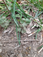 Ranunculus ollissiponensis