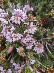 Erica multiflora