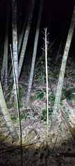 Phyllostachys edulis