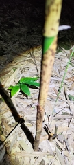 Phyllostachys edulis