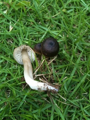 Neohygrocybe