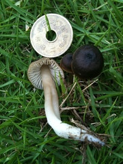 Neohygrocybe