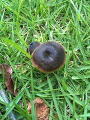 Neohygrocybe