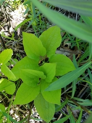 Smilax ecirrhata