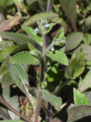 Thyrocarpus glochidiatus