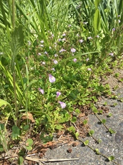 Mazus miquelii