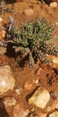 Euphorbia caput-medusae