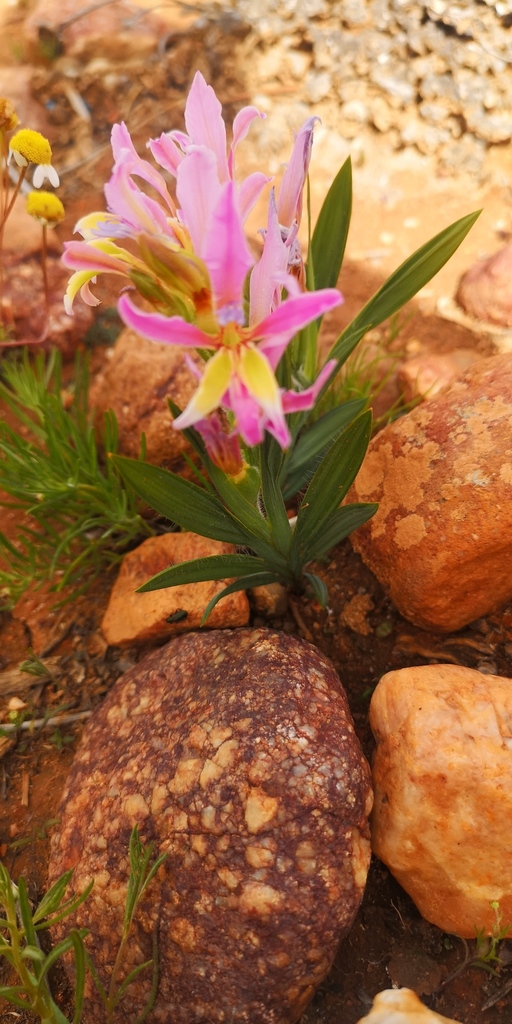 Babiana rubella, West Coast, ZA-WC, ZA