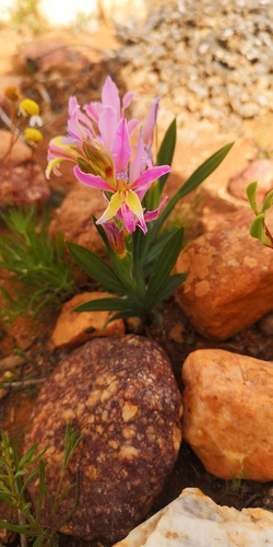 Babiana rubella