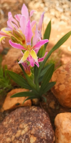 Babiana rubella