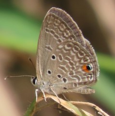Euchrysops malathana