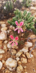 Pelargonium quarciticola