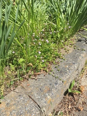 Mazus miquelii