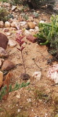 Lachenalia trichophylla