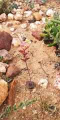 Lachenalia trichophylla