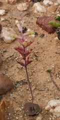 Lachenalia trichophylla