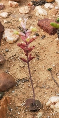 Lachenalia trichophylla
