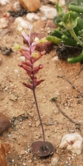 Lachenalia trichophylla