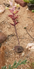 Lachenalia trichophylla