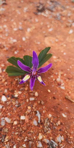 Babiana flabellifolia