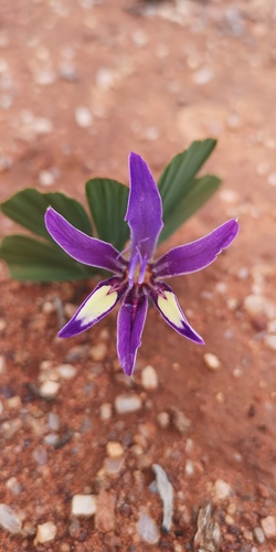 Babiana flabellifolia