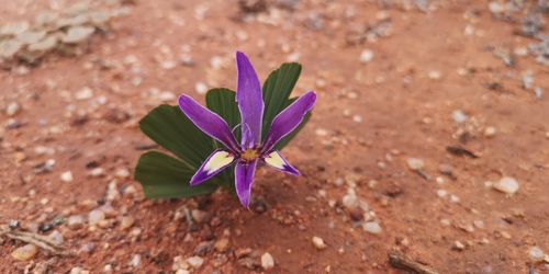 Babiana flabellifolia