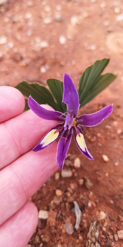 Babiana flabellifolia