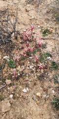 Lachenalia trichophylla
