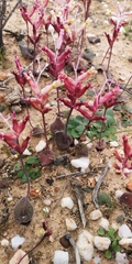 Lachenalia trichophylla