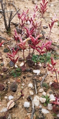 Lachenalia trichophylla