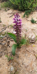Lachenalia splendida
