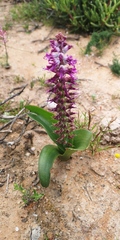 Lachenalia splendida