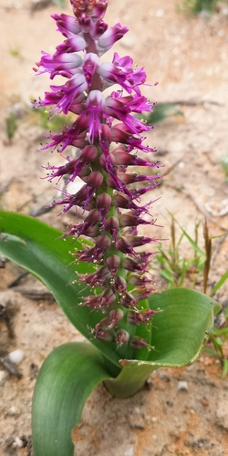 Lachenalia splendida
