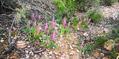Lachenalia splendida