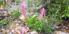 Lachenalia splendida