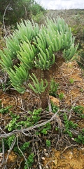 Tylecodon wallichii