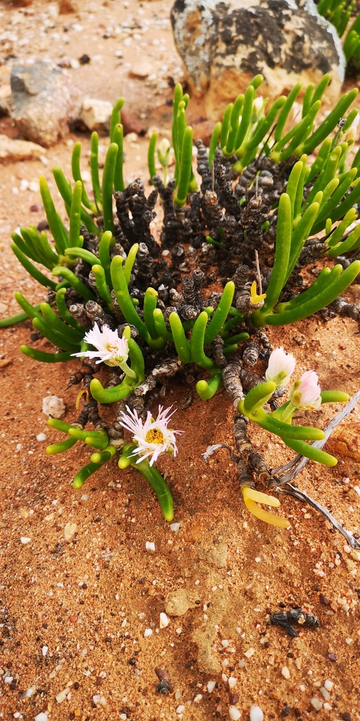 Conophyllum