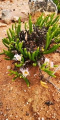 Monilaria chrysoleuca