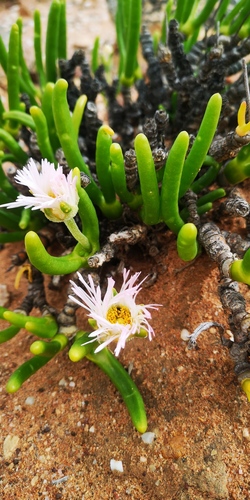 Monilaria chrysoleuca