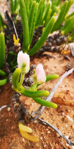Monilaria chrysoleuca