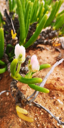 Monilaria chrysoleuca