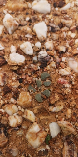 Lithops divergens